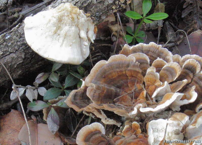 Trametes (Trametes versicolor)